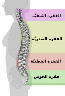 مناطق مختلفة في العمود الفقري