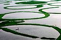 Loktak Lake in Manipur