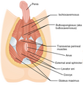 Thumbnail for Transverse perineal muscles