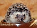 Thumbnail for Somali hedgehog