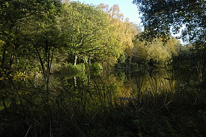 Brown's Pond à Sandleford, Berkshire, l'un d'une série d'anciens étangs à poissons du prieuré adaptés par Brown à partir de 1781