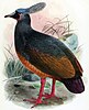 Choiseul Pigeon