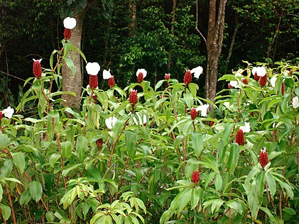 Costus speciosus