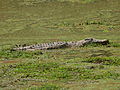 Nijlkrokodil in de natuurlijke habitat.