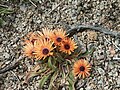 Livingstone daisy, C. bellidiforme in the park