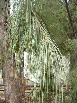 Casuarina equisetifolia, twiig mä bloosen