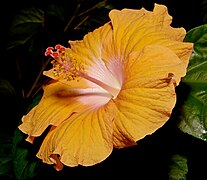 A hibiscus, showing pistil and stamens