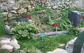 Dans la serre de paléobotanique bâtie par Rohault de Fleury, cette présentation mêle fossiles et plantes à spores actuelles.