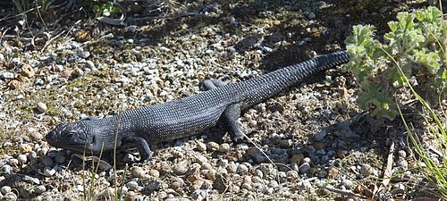 Land mullet – Albany, Western Australia