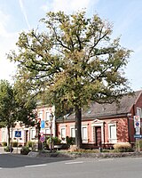 Stieleiche (Quercus robur)