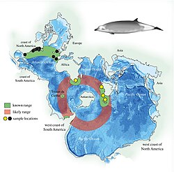 アカボウモドキとラマリハクジラ（英語版）の生息域