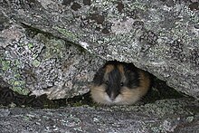 Lemming des toundras dans un abri au niveau du mont Njullá