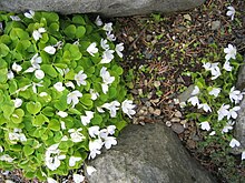 Oxalis acotosella Súrsmæra.jpg