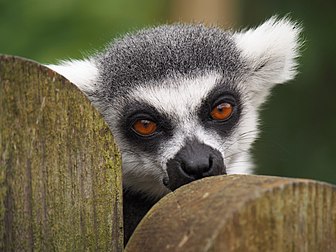 Portrait d'un maki catta (Lemur catta) au zoo de Whipsnade (Bedfordshire). (définition réelle 3 432 × 2 574)