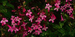 Scarlet penstemon (Penstemon triflorus), endemic to the Edwards Plateau, Edwards County (18 April 2015)