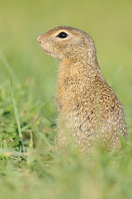 Közönséges ürge (Spermophilus citellus)