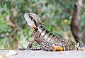 Intellagama lesueurii lesueurii (eastern water dragon) at Kirra, Queensland