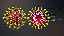 Cross-sectional model of a coronavirus