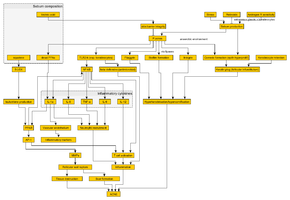 Image illustrating flowchart of pathophysiology of acne