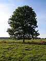 Image 16Common ash (Fraxinus excelsior), a deciduous broad-leaved (angiosperm) tree (from Tree)