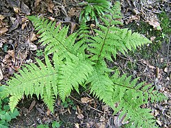 Soreahiirenporras (Athyrium filix-femina)