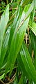 Brachpodium sylvaticum, fenàs de bosc. Detall de les fulles del mateix exemplar, també a nl:Boskortsteel (aquesta als anglesos no els deuria agradar). Aquí és també a fulla, però aquesta no compta perquè la vaig posar jo