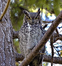 Amerikas ūpis (Bubo virginianus)