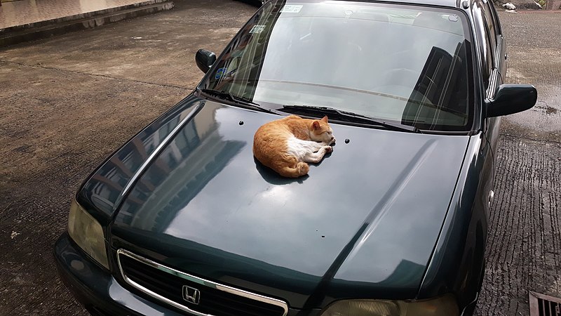 A cat on a Honda civic. Show another