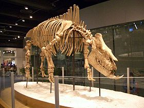 Chilotherium.sp