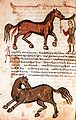 Tractament per la diarrea en cavalls (Hippiatrica, Parisinus greacus 2244) segle xiv.