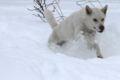 2015年1月29日 (木) 23:54時点における版のサムネイル