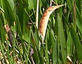 Least Bittern