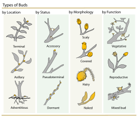 Plant Buds classification