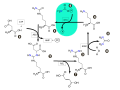 Ciclo de la urea