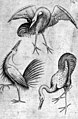 Mistr hracích karet, studie ptáků, kol. 1450