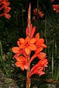 Watsonia stenosiphon