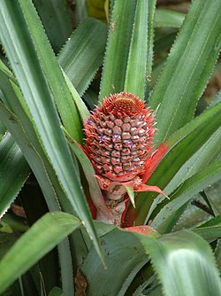 Divlji Ananas sp.