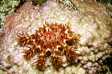 une très petite acanthaster rose se nourrit sur du corail, en laissant une trace blanche derrière elle