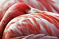 Image 45The red pigment in a flamingo's plumage comes from its diet of shrimps, which get it from microscopic algae. (from Animal coloration)