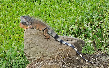 Iguane vert (Iguana iguana) vivant en liberté dans le jardin botanique de Portoviejo (Équateur). (définition réelle 4 198 × 2 628)