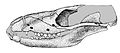 Cranio di Minicynodon