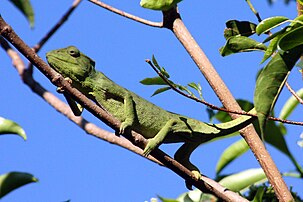 Kelelesa besar Malagasi (Furcifer oustaleti)