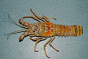 Caribbean spiny lobster (Panulirus argus) - seen with ten legs]]