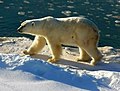 Polar bear at Cape Churchill