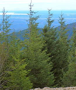 Didžioji pocūgė (Pseudotsuga menziesii)