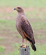 Savanna hawk (Buteogallus meridionalis)