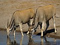 Jávorantilopok isznak egy tóból, Etosha Nemzeti Park, Namíbia