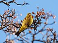 Image 92Western tanager which popped up in NYC, far from its usual range