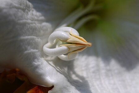 Beaumontia grandiflora