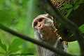 Image 7The Rhesus Macaque (Macaca mulatta) is one of the best-known species of Old World monkeys native in Bangladesh. The pictured macaque is seen eating from a jackfruit at Lawachara National Park, Moulvibazar. Photo Credit: Syedabbas321